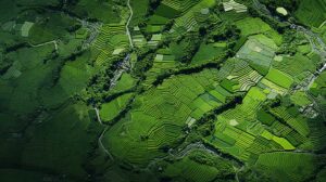 Koshoku Jori Paddy Field Site is a site where the remains of rice paddies from the Heian period (794-1192) have been found.